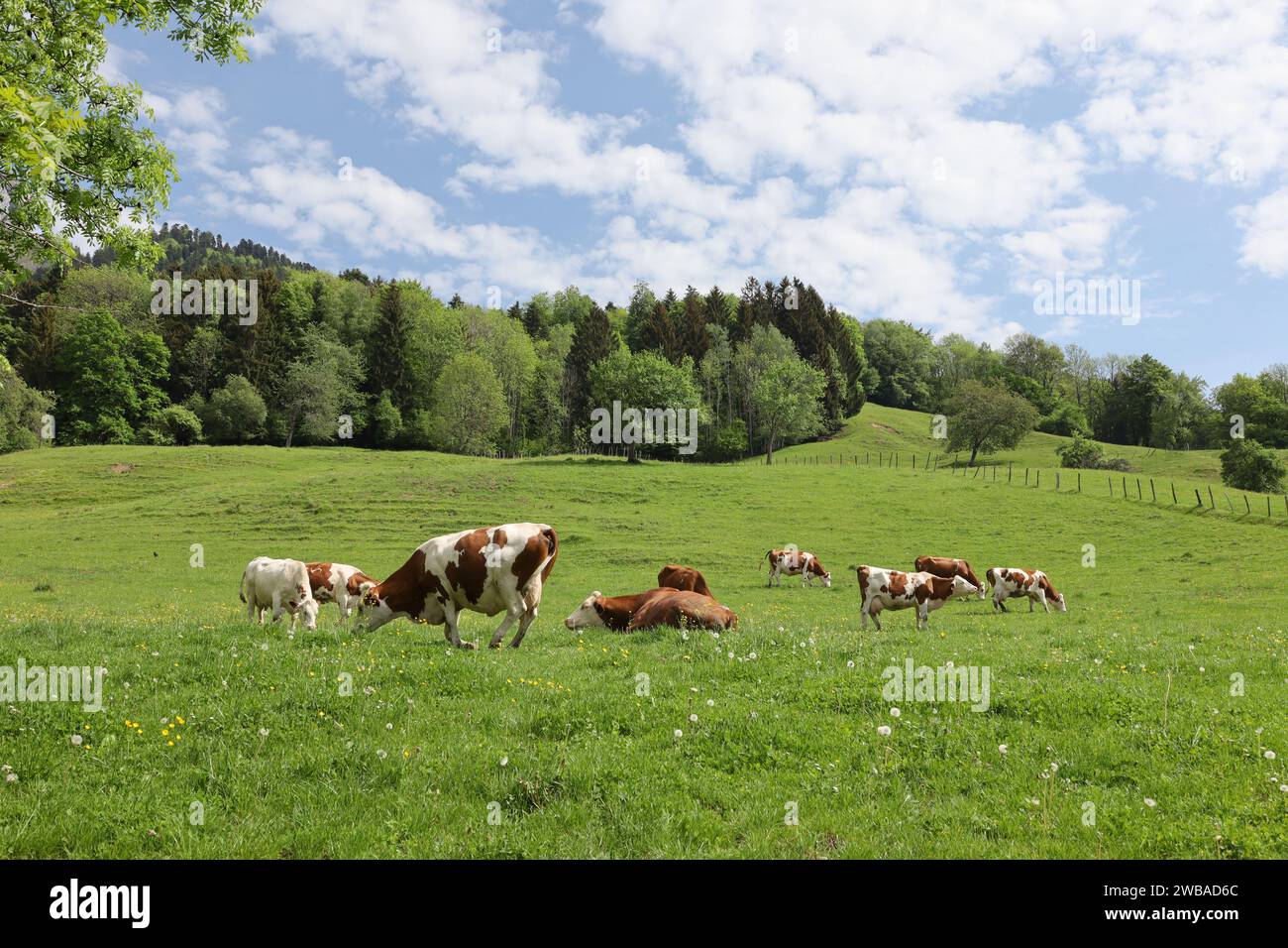 Vue sur une vallée en haute-Savoie Banque D'Images