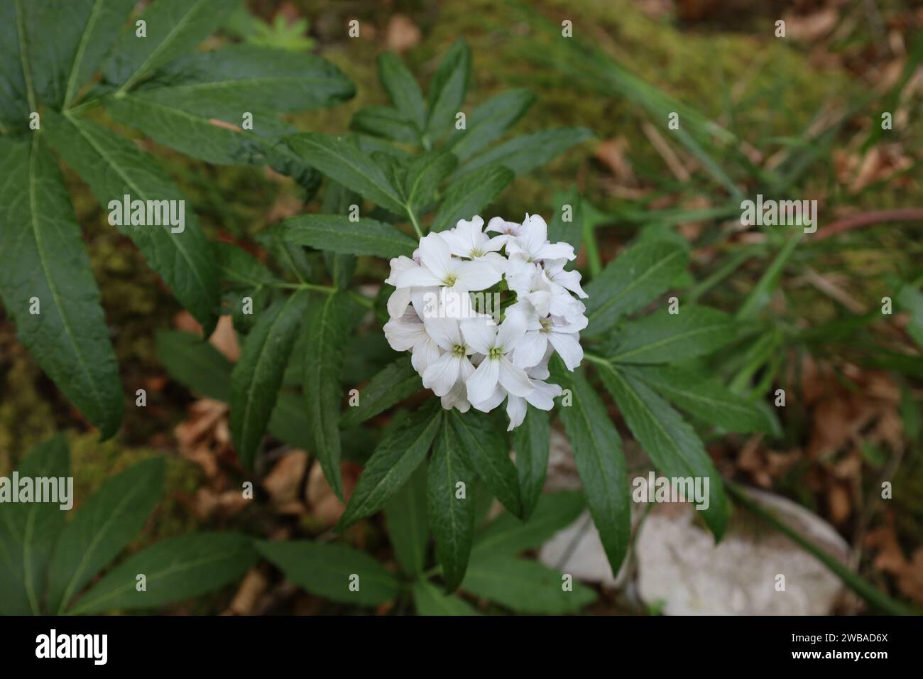 Vue sur une vallée en haute-Savoie Banque D'Images