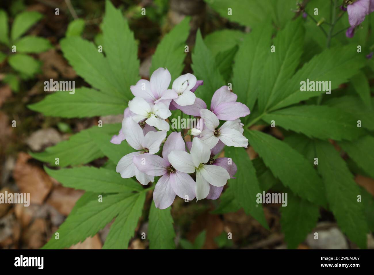 Vue sur une vallée en haute-Savoie Banque D'Images