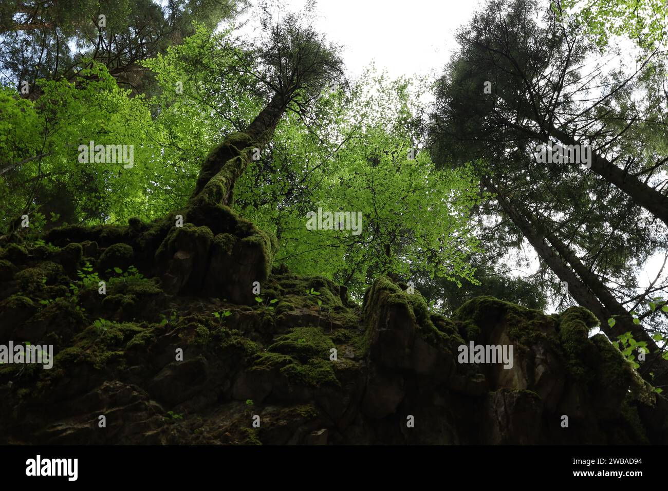 Vue sur une vallée en haute-Savoie Banque D'Images