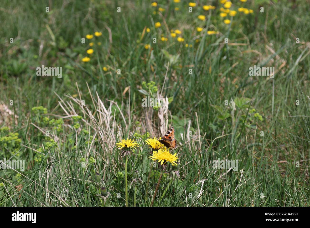 Vue sur une vallée en haute-Savoie Banque D'Images