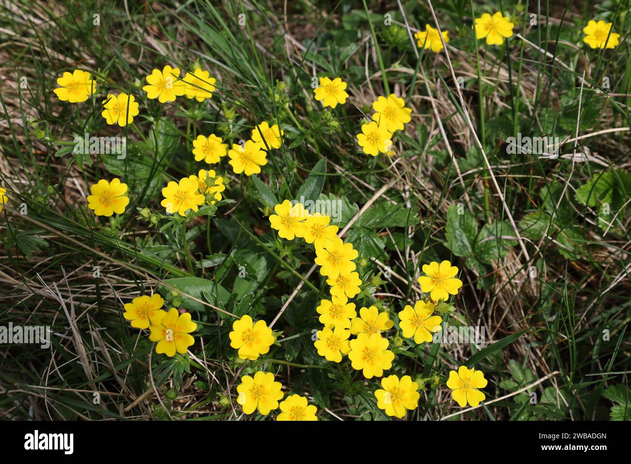 Vue sur une vallée en haute-Savoie Banque D'Images