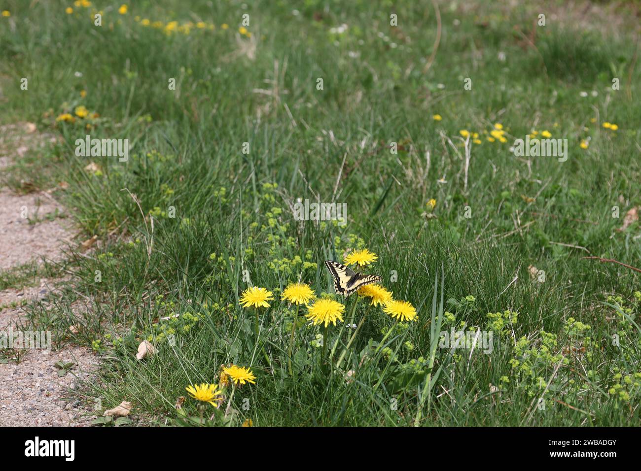 Vue sur une vallée en haute-Savoie Banque D'Images