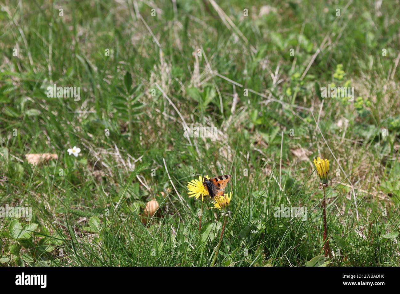 Vue sur une vallée en haute-Savoie Banque D'Images