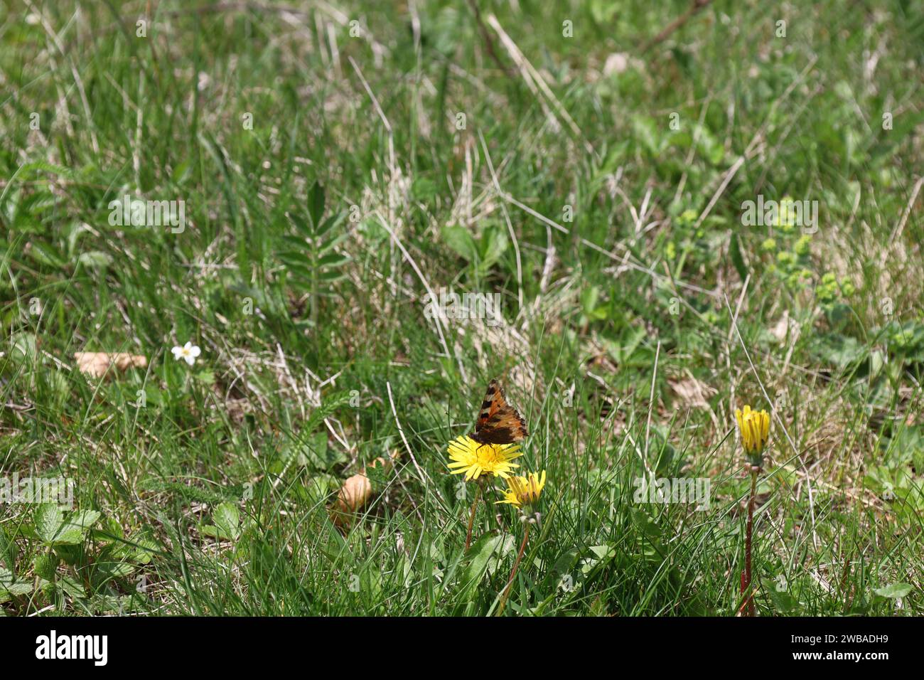 Vue sur une vallée en haute-Savoie Banque D'Images
