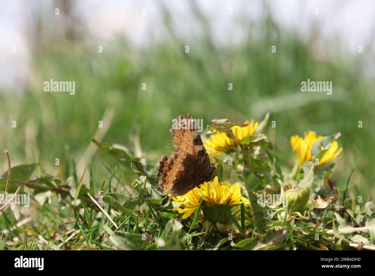 Vue sur une vallée en haute-Savoie Banque D'Images