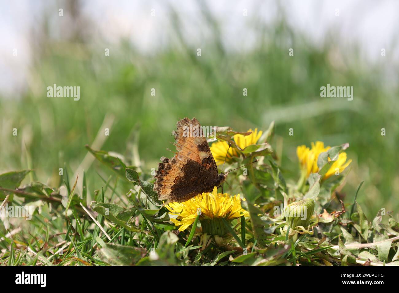 Vue sur une vallée en haute-Savoie Banque D'Images