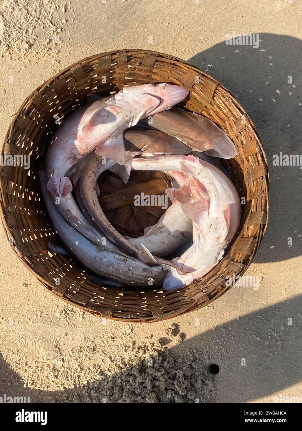 Les pêcheurs sur la plage de Benaulim à Goa, en Inde, tirent leurs filets à terre et trient leurs prises Banque D'Images