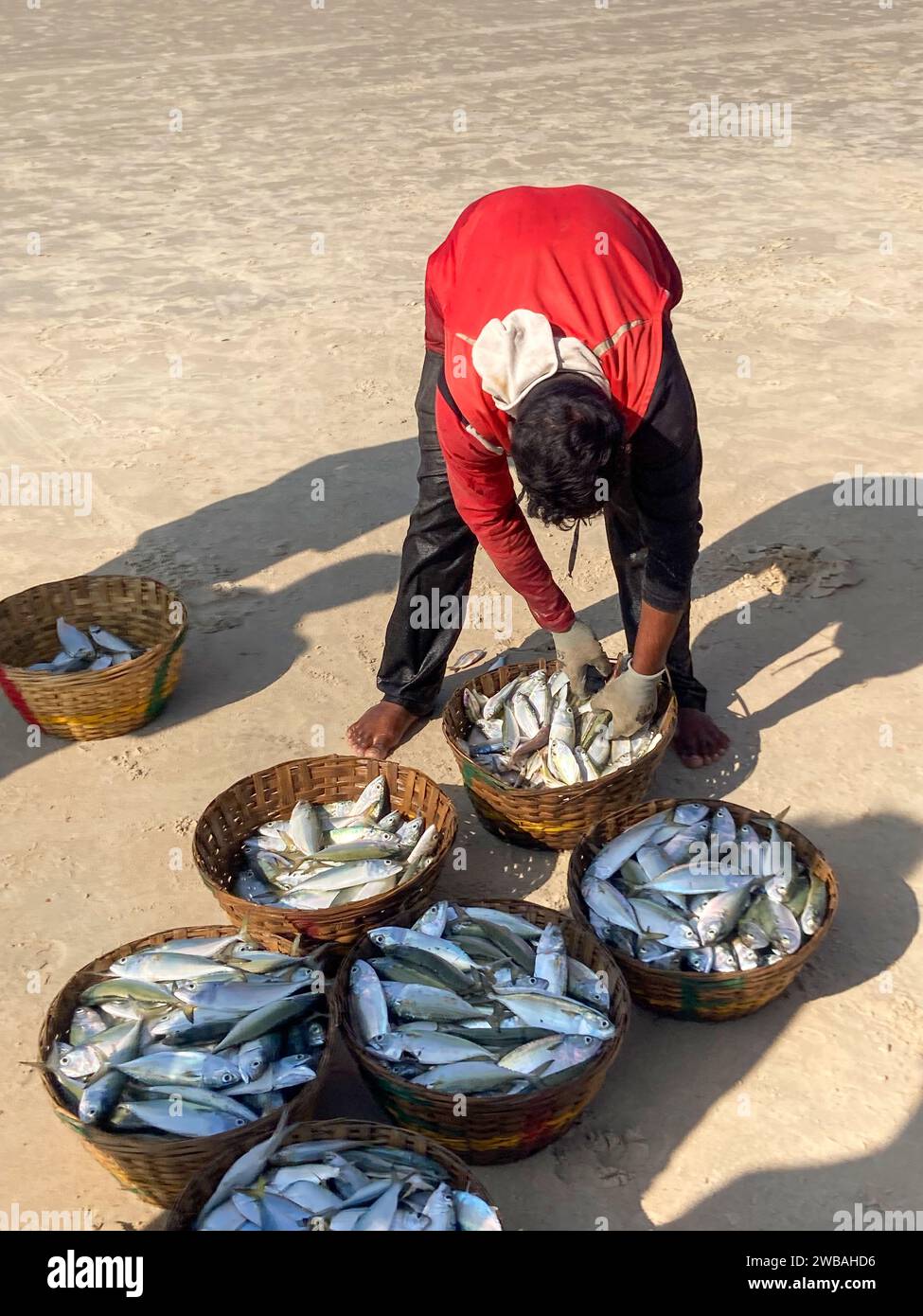 Les pêcheurs sur la plage de Benaulim à Goa, en Inde, tirent leurs filets à terre et trient leurs prises Banque D'Images