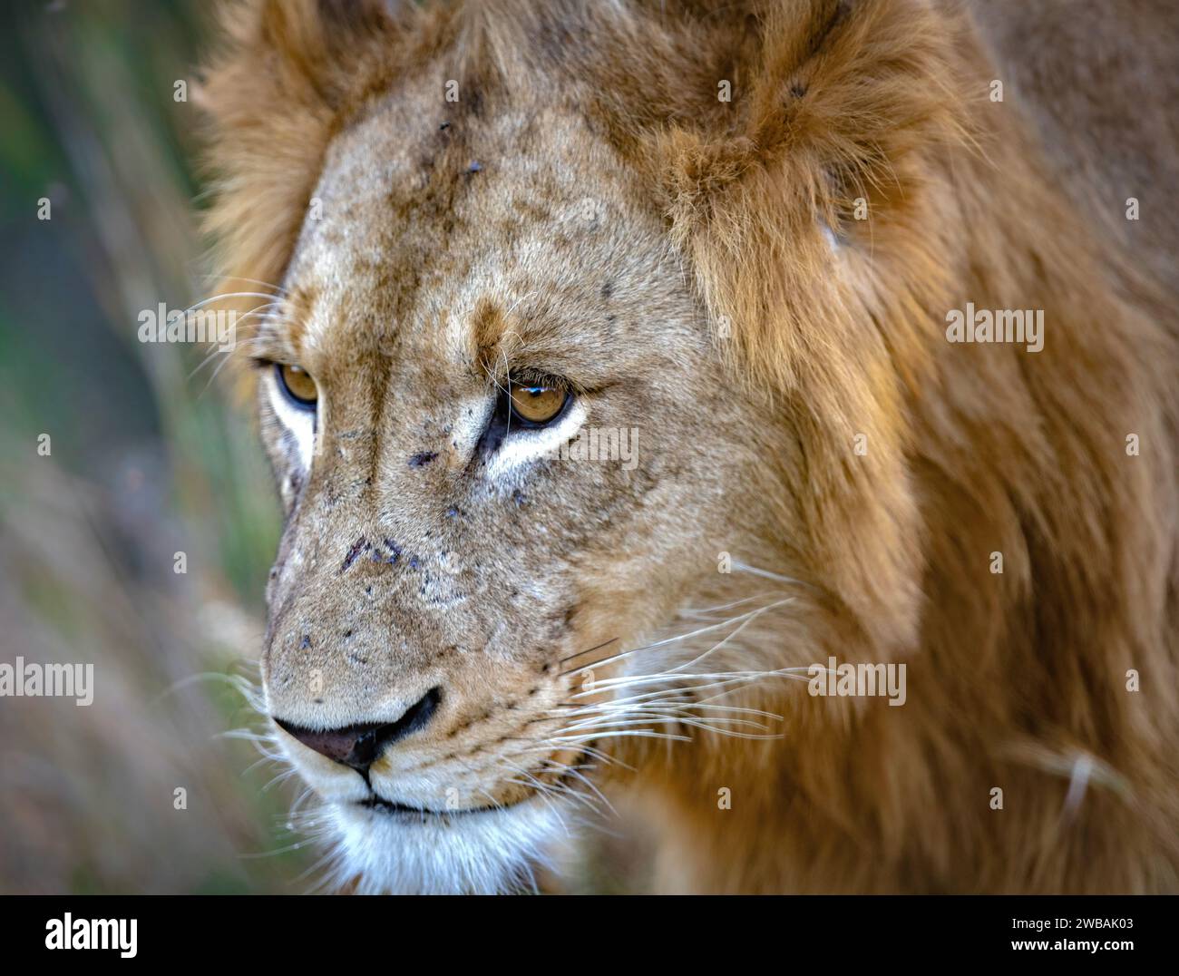 Un gros plan d'un lion majestueux dans son habitat naturel, regardant au loin. Banque D'Images
