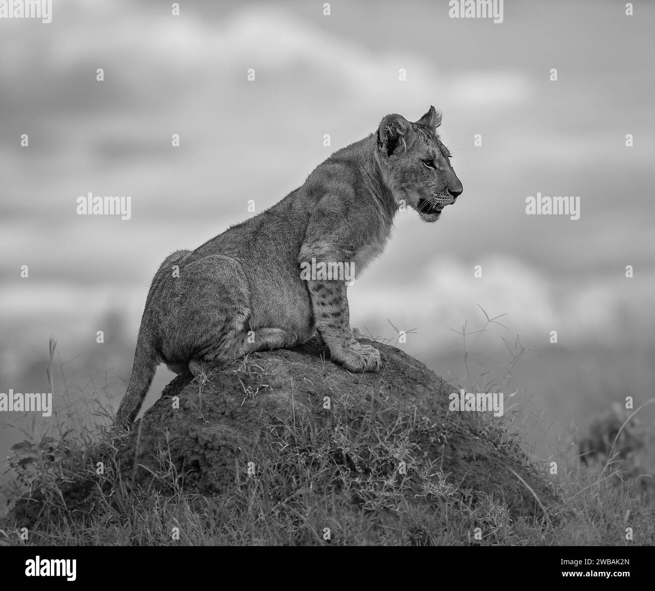 Une échelle de gris d'un lion majestueux perché au sommet d'un affleurement rocheux dans un champ herbeux. Banque D'Images
