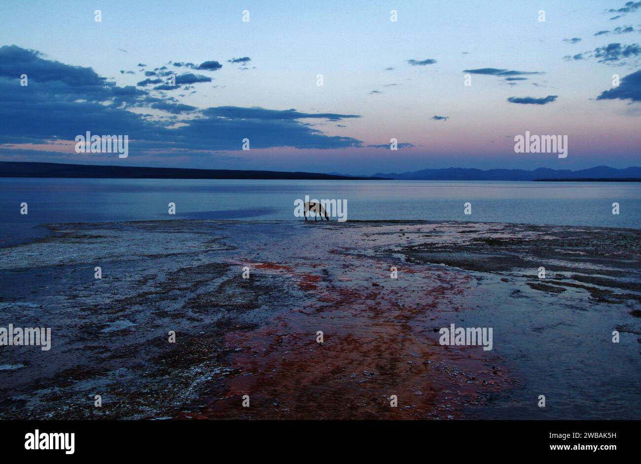 Eau potable des cerfs près de l'aval des bassins acides et des bactéries thermophiles dans le parc national de Yellowstone Banque D'Images