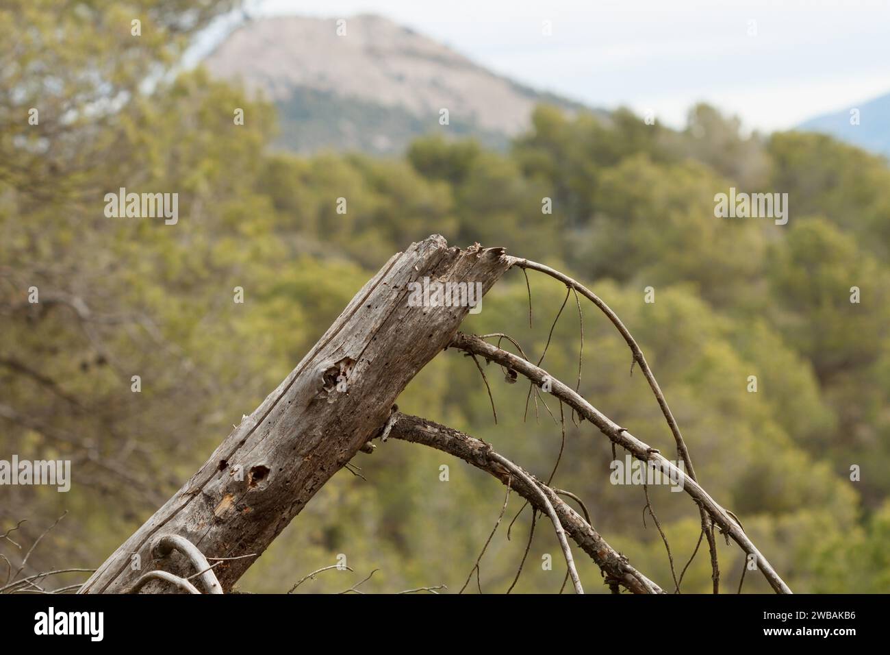 Nature morte dans le parc naturel de San Antonio de Alcoi avec bokeh de la Serreta en arrière-plan, Espagne Banque D'Images