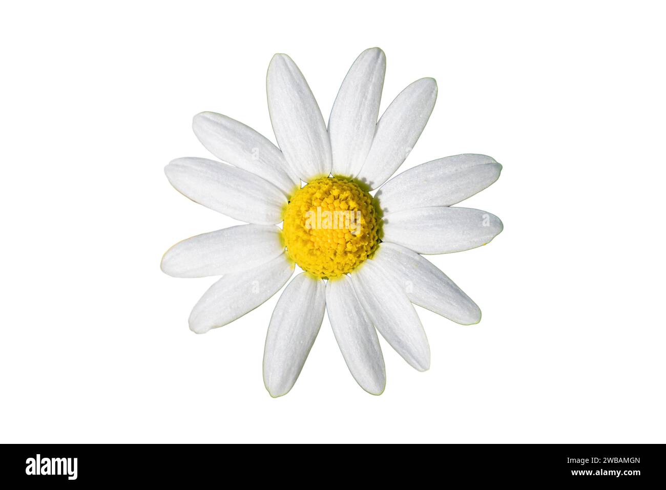 Belle Marguerite blanche et jaune, Bellis perennis, probablement Anthemis maritima, communément appelée amaigrin de mer ou camomille de mer isolée sur fond blanc Banque D'Images