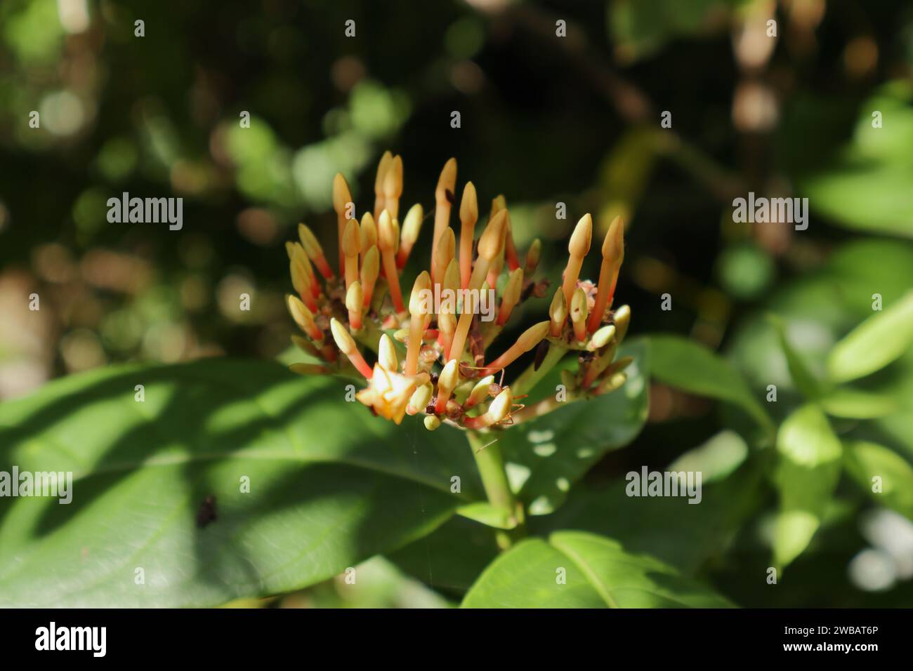 Vue de la flamme de la Jungle (Ixora coccinea) bourgeons de fleurs prêts à fleurir en grappes de fleurs, qui sont de couleur orange jaunâtre et ont exposé à la r Banque D'Images