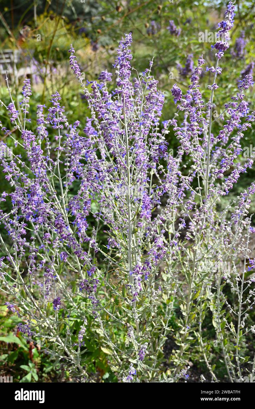 Fleurs bleu pâle de fin d'été de perovskia, Salvia yangii, 'Blue Spire', ou sauge russe poussant dans le jardin britannique septembre Banque D'Images