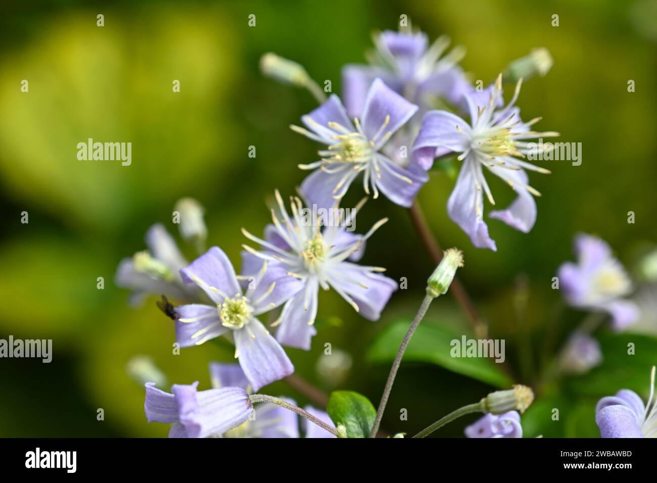 Fleurs bleu pâle de fin d'été de Clematis heracleifolia 'Cassandra' poussant dans le jardin britannique septembre Banque D'Images