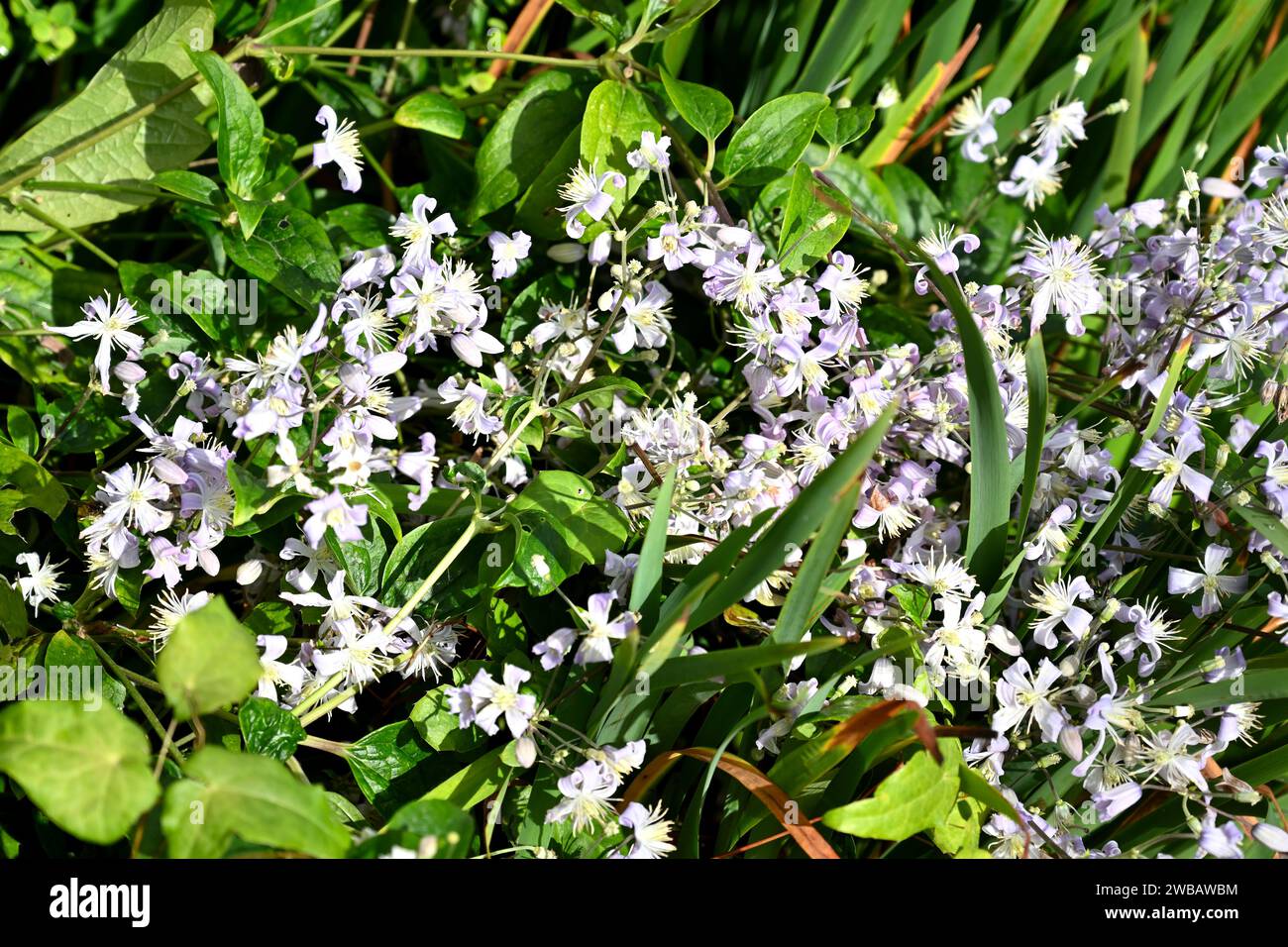 Fleurs bleu pâle de fin d'été de Clematis heracleifolia 'Cassandra' poussant dans le jardin britannique septembre Banque D'Images