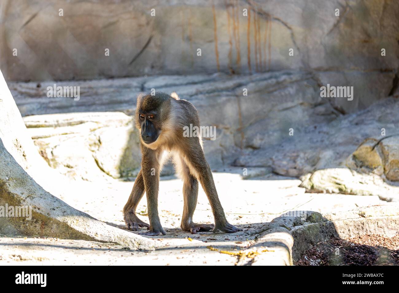 Une femelle Drill Monkey, distinguée par son comportement doux, prospère dans les forêts tropicales luxuriantes d'Afrique. Avec un pelage élégant et des yeux expressifs, elle contr Banque D'Images