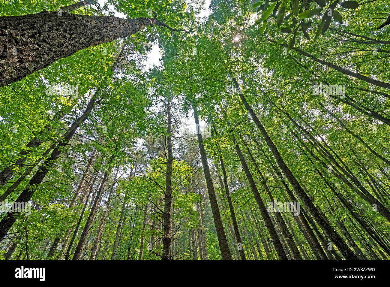 Sous une majestueuse canopée forestière dans la Blue Ridge Parkway en Virginie Banque D'Images