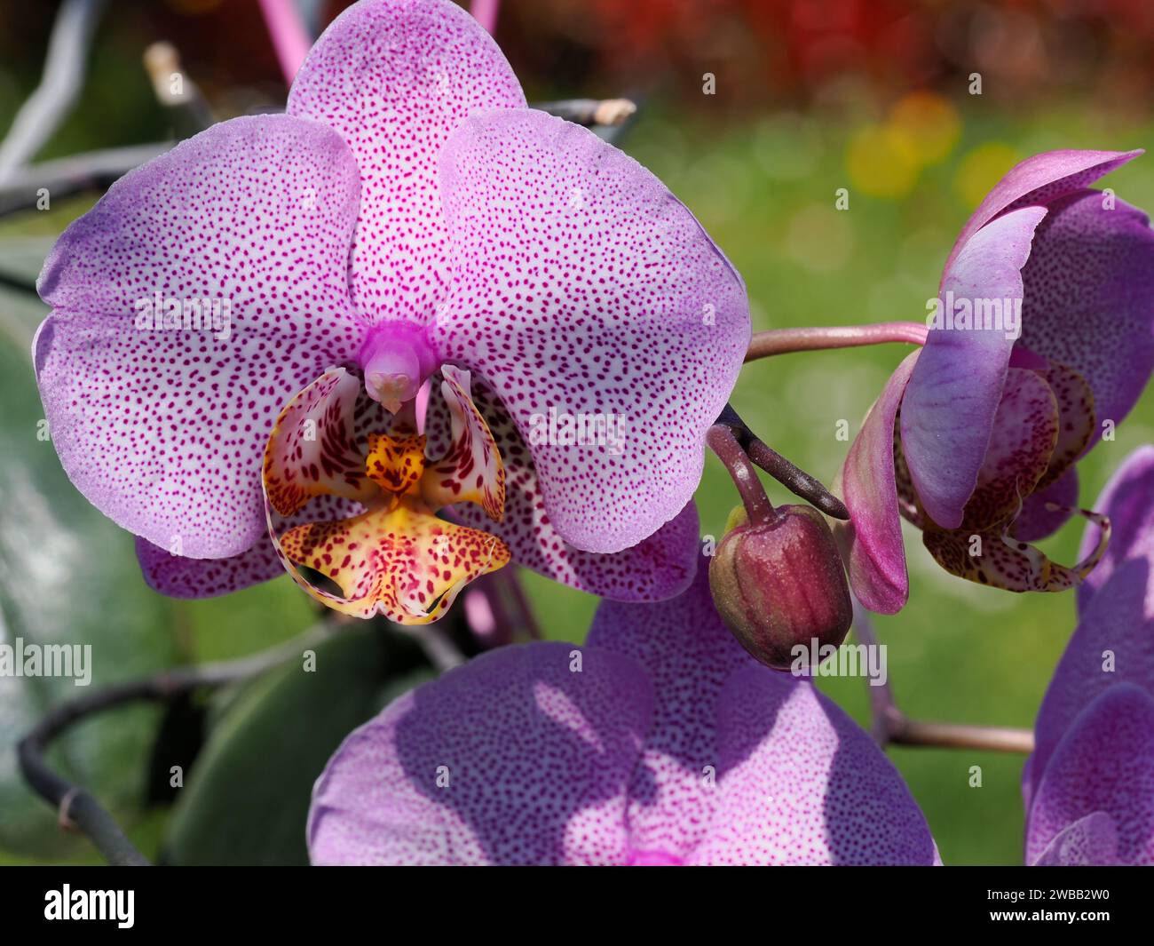 Macro d'orchidée blanche à pois violets (Orchis) avec un bourgeon Banque D'Images