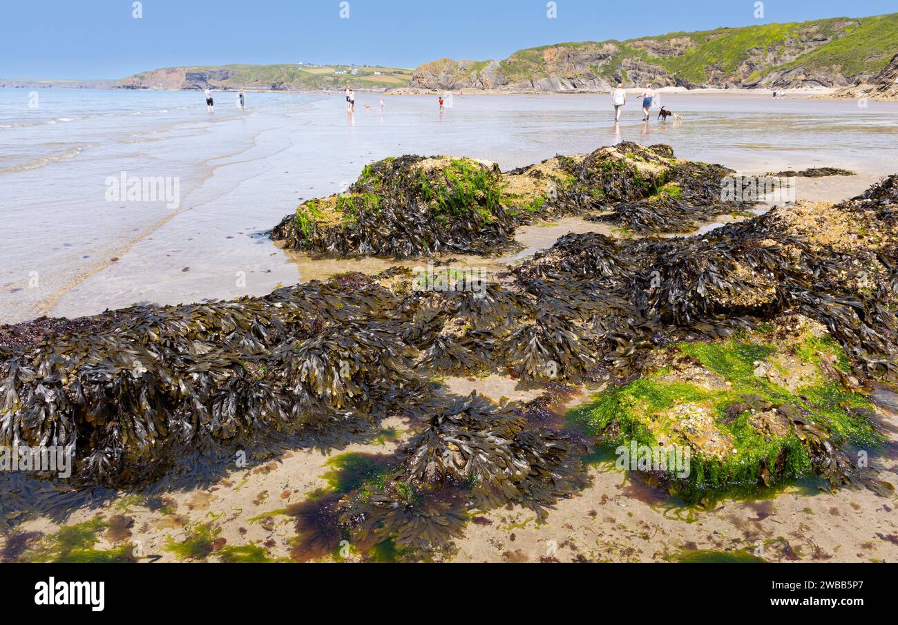 Les mauvaises herbes marines ont couvert des rochers à la plage de Little Haven à marée basse avec des algues sur les rochers et des gens sur la plage du sud du pays de Galles Banque D'Images