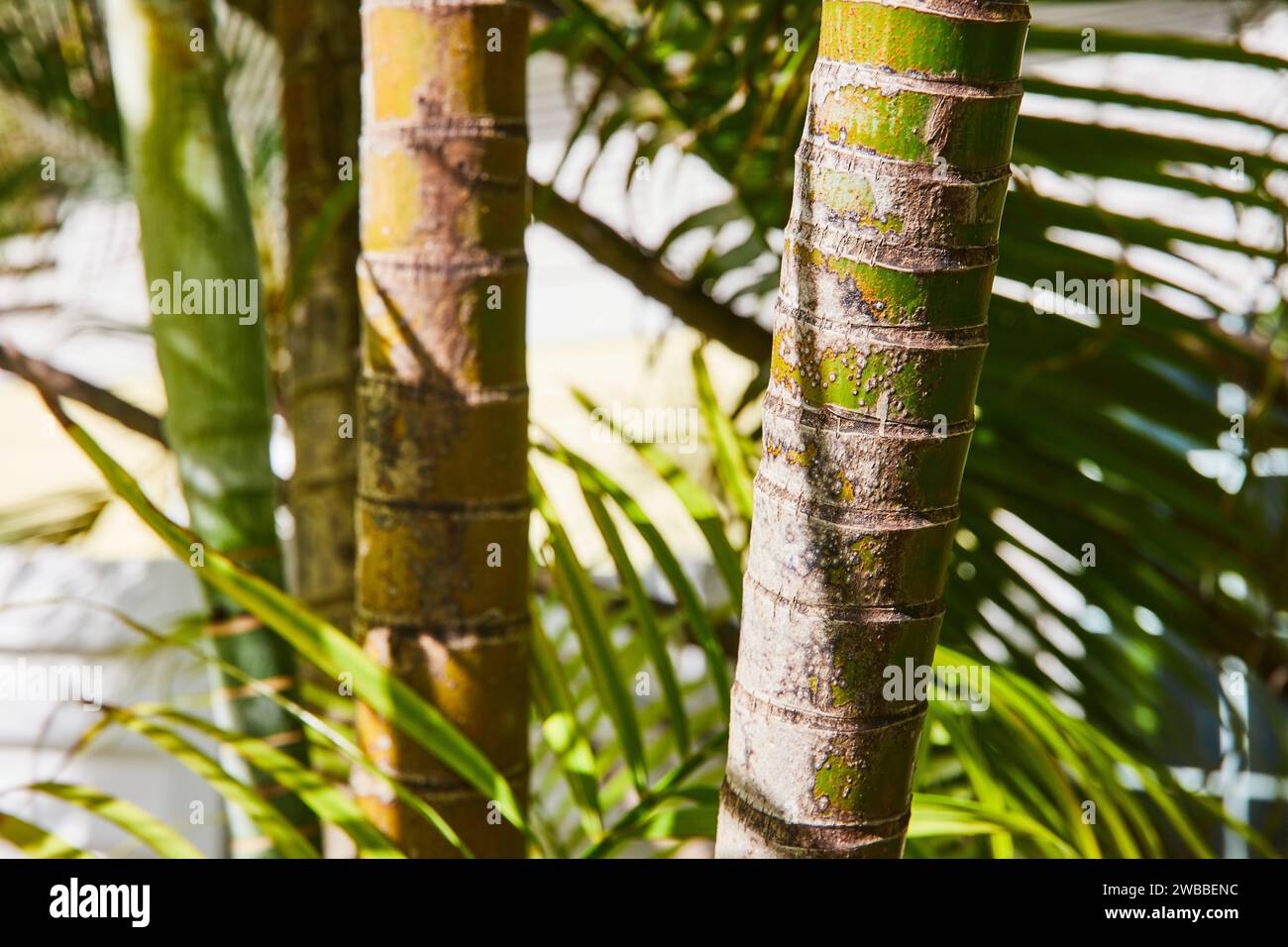 Gros plan de texture d'écorce de palmier tropical à la lumière naturelle Banque D'Images