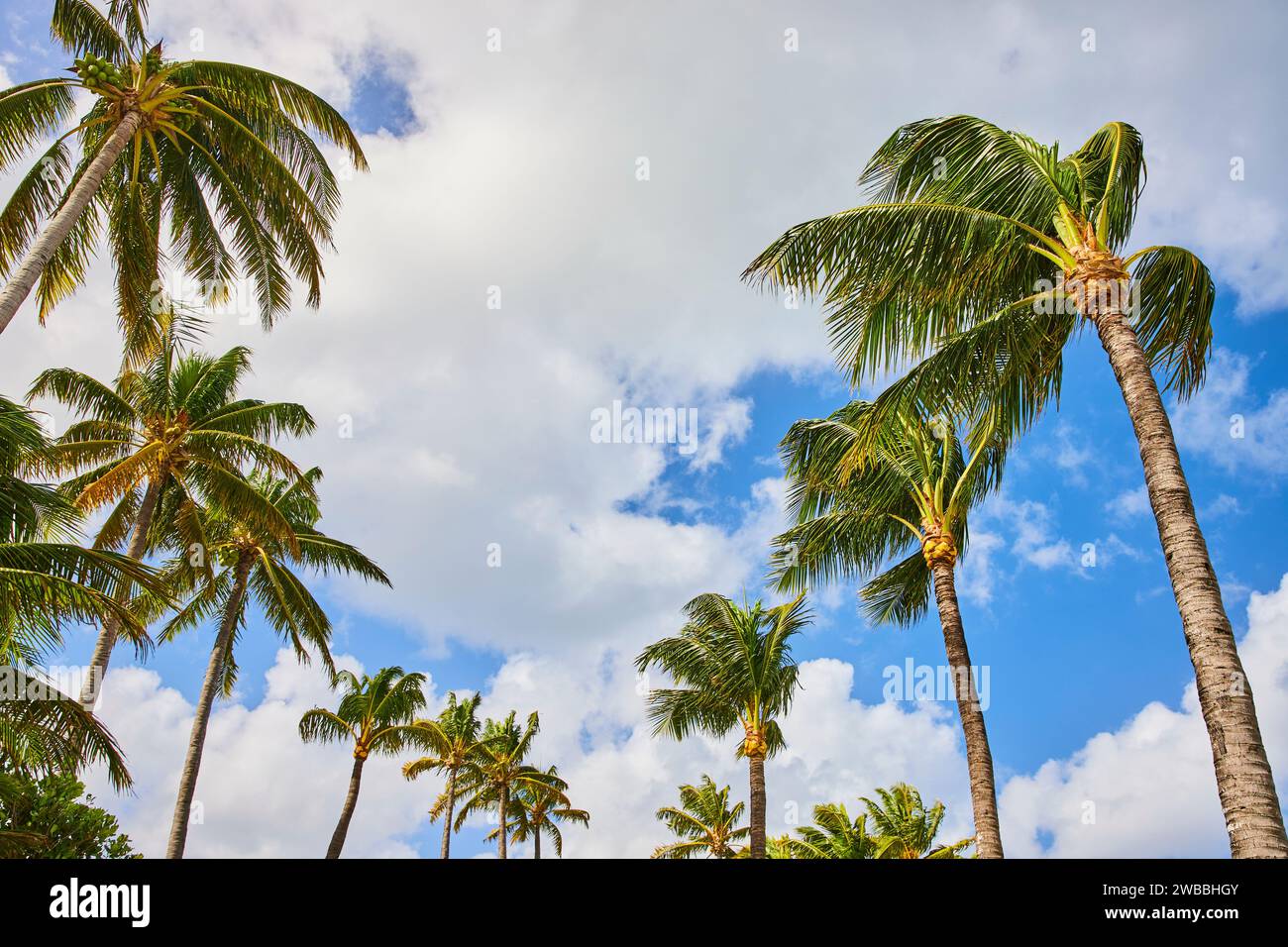 Majestueux palmiers et ciel bleu à Nassau, vue vers le haut Banque D'Images