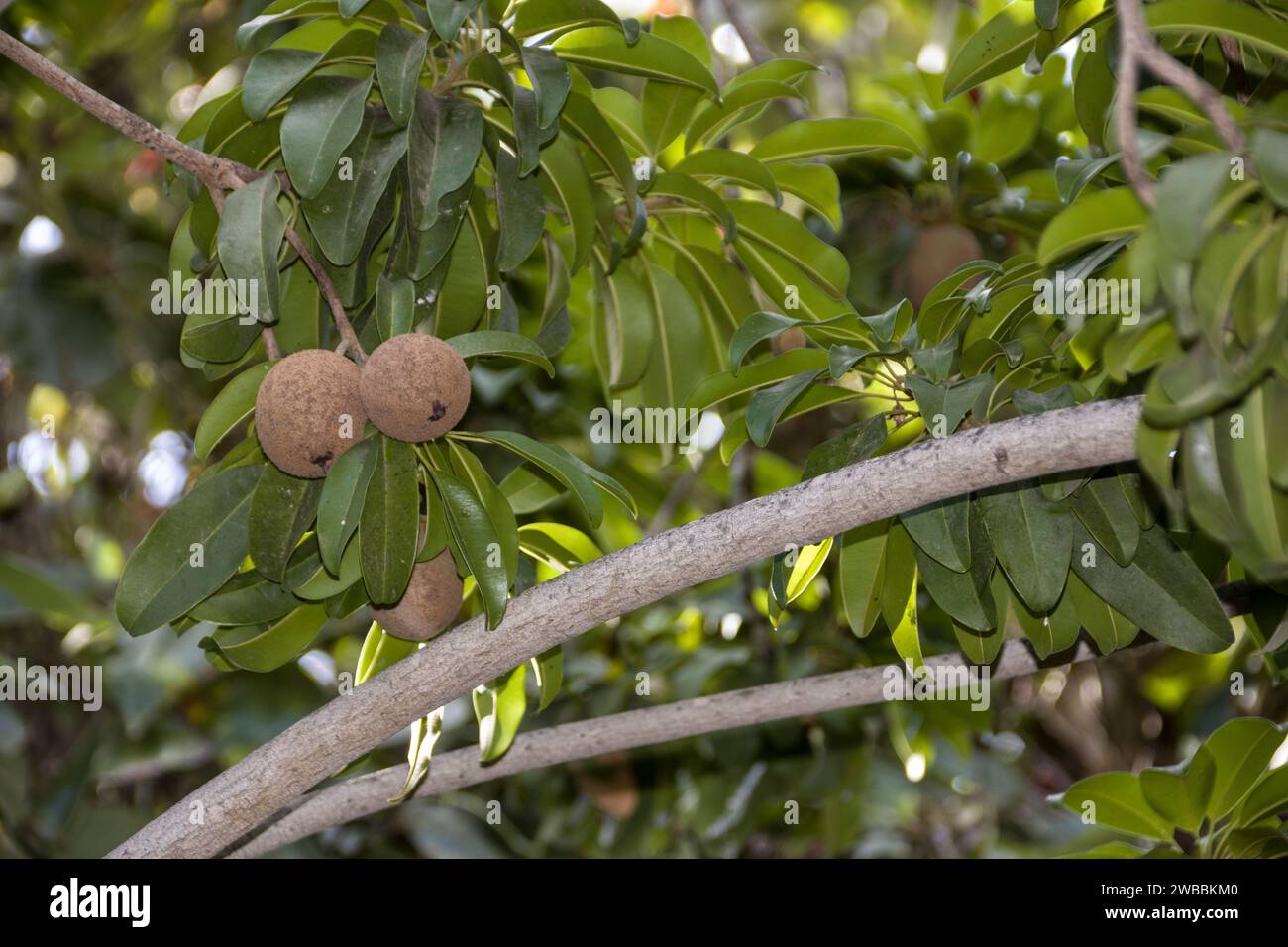 Breiapfelbaum (Manilkara zapota), auch Sapote - Früchte am Baum, Maspalomas, Gran Canaria, Espagne Banque D'Images