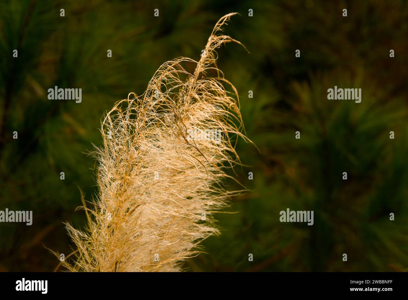 sommet de pampas herbe soufflant dans le vent d'hiver Banque D'Images