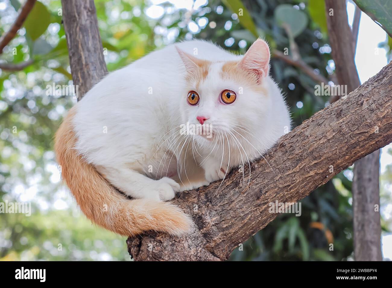 portrait d'un chat pedigree domestique felis catus grimpant à un arbre Banque D'Images