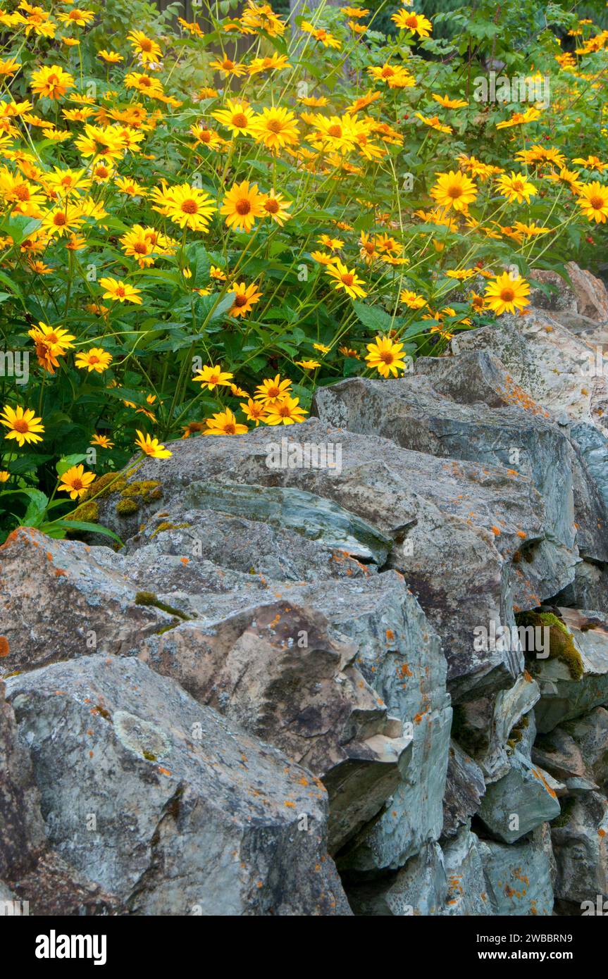 Stonewall avec tournesols, Conrad Mansion Historic site Museum, Kalispell, Montana Banque D'Images