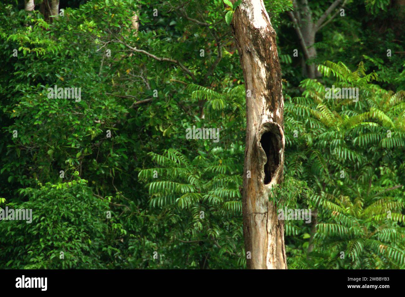 Un trou sur le tronc d'un arbre mort dans une zone dense de végétation près du mont Tangkoko et Duasudara (Dua Saudara) à Bitung, Sulawesi du Nord, Indonésie. L'Union internationale pour la conservation de la nature (UICN) conclut que la hausse des températures a entraîné, entre autres, des changements écologiques, comportementaux et physiologiques dans les espèces sauvages et la biodiversité. « En plus de l'augmentation des taux de maladies et de la dégradation des habitats, le changement climatique provoque également des changements dans les espèces elles-mêmes, ce qui menace leur survie », ont-ils écrit dans une publication du 19 décembre 2023 sur IUCN.org. Banque D'Images