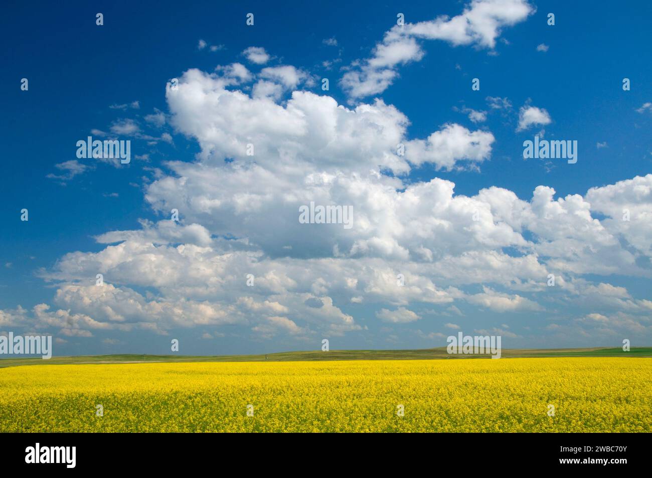 Champ de canola, colonie de Kingsbury, comté de Pondera, Montana Banque D'Images