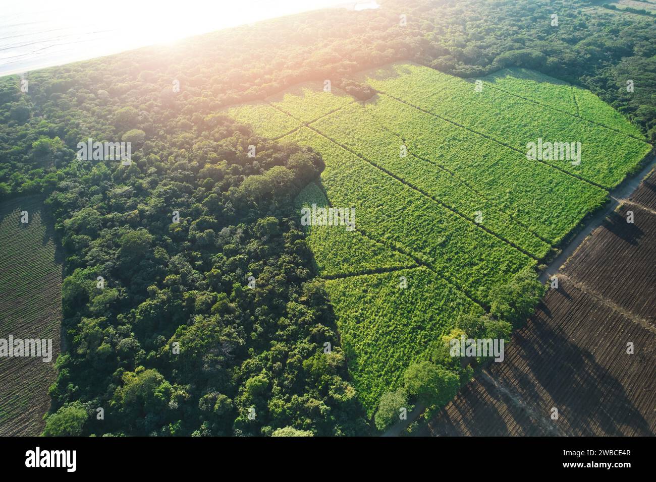 Champ de culture de canne à sucre vert sur la vue aérienne de drone de lumière ensoleillée Banque D'Images