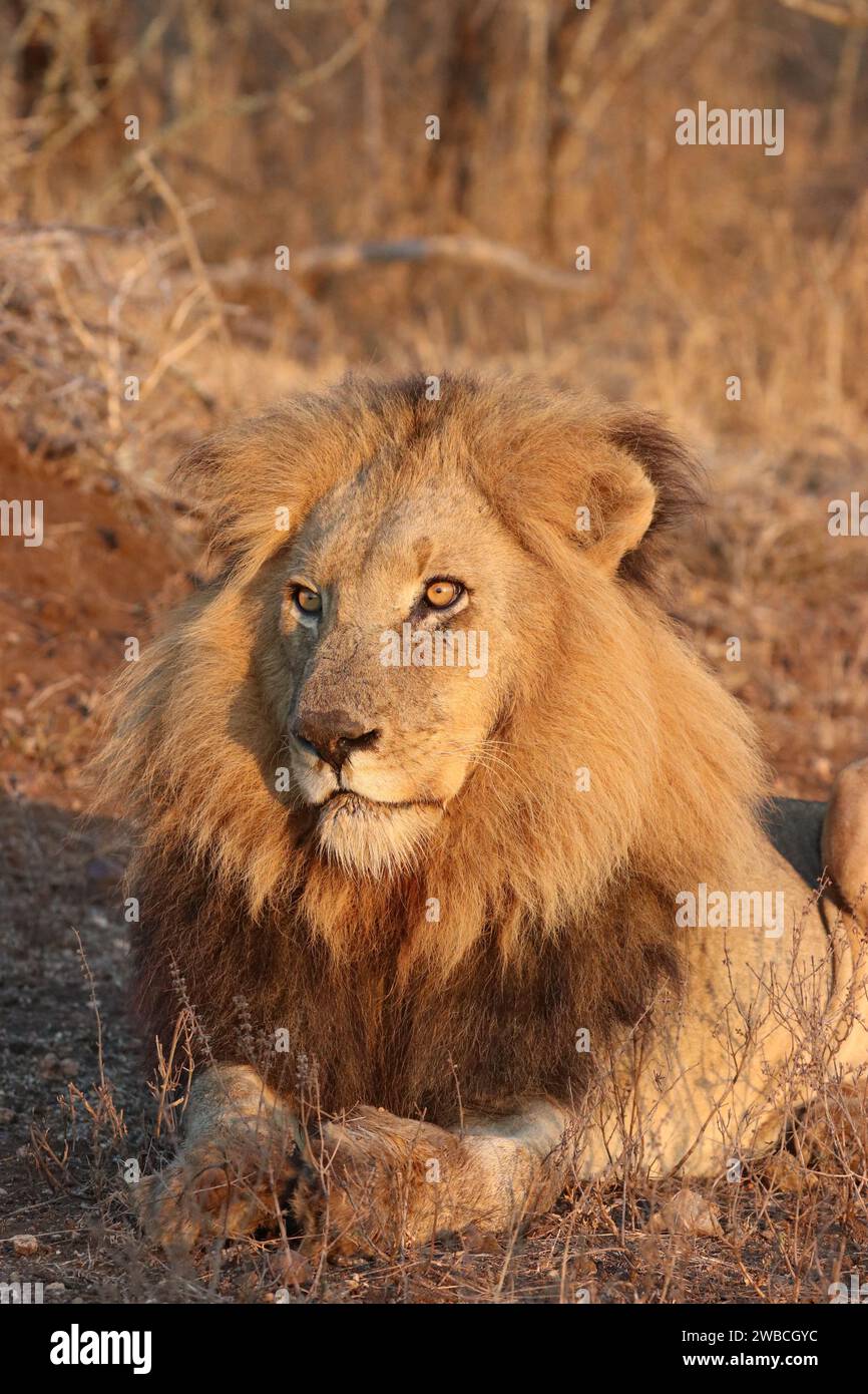 gros lion mâle couché dans la lumière du soleil tôt le matin juste avant qu'il ne commence à rugir. Banque D'Images