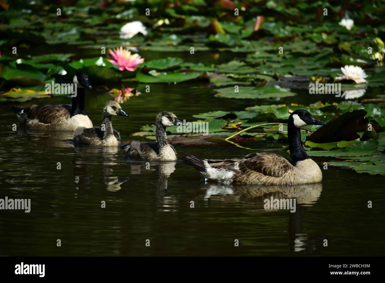 Famille d'oies canadiennes avec deux oiseaux adultes et deux poussins dans un étang. C'est une grande oie sauvage avec une tête et un cou noirs et des joues blanches. Banque D'Images