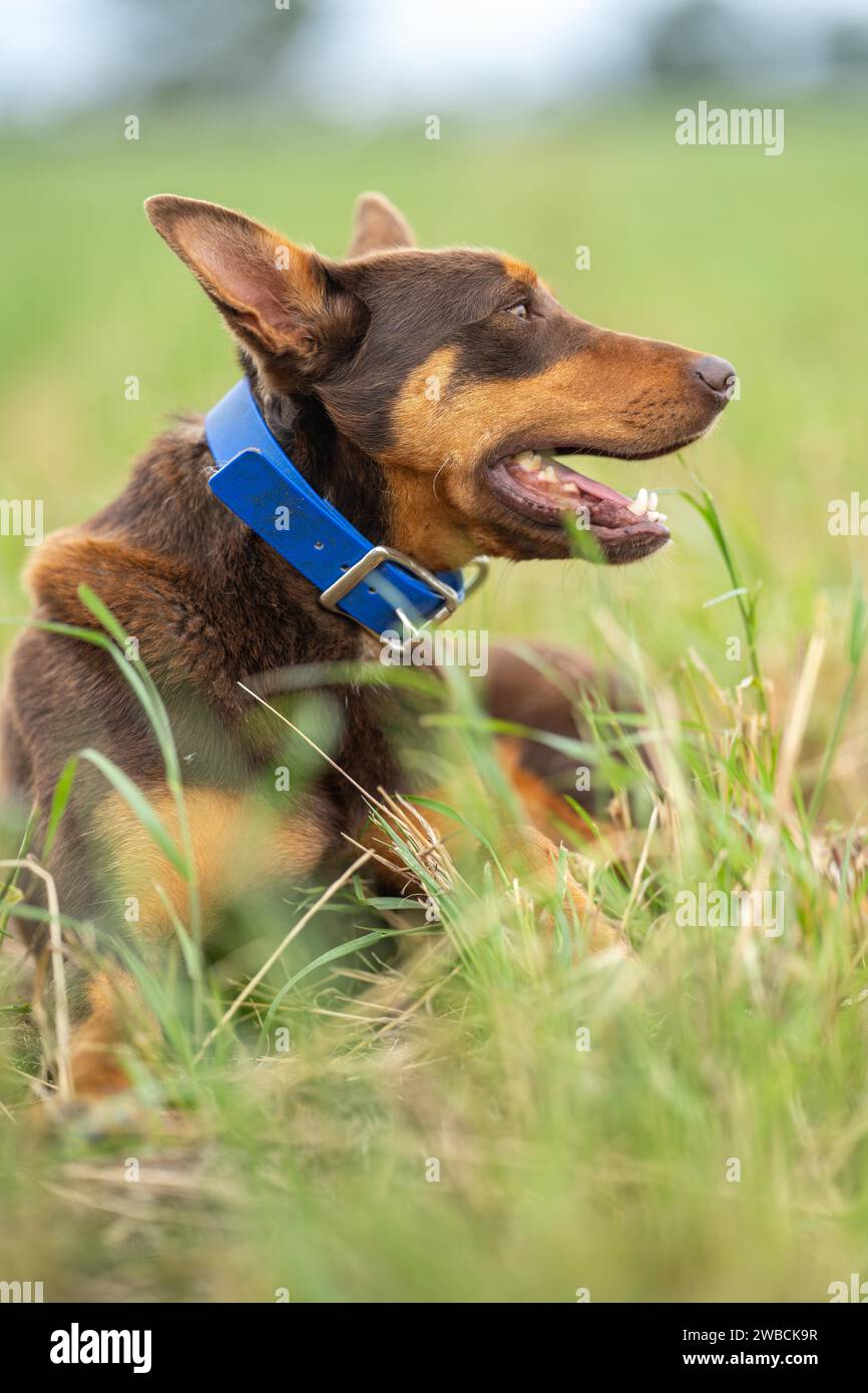 portrait de chien de ferme de moutons sur une ferme en gros plan au printemps Banque D'Images