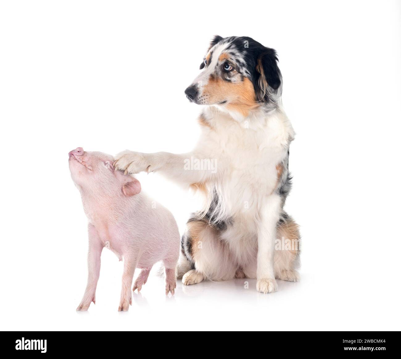 cochon miniature rose et berger australien devant fond blanc Banque D'Images