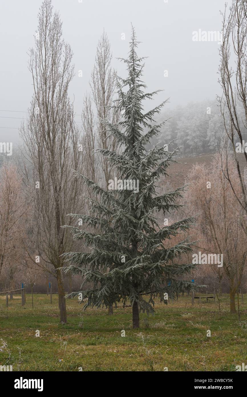 Détails des arbres glacés et des feuilles après tempête de neige Banque D'Images