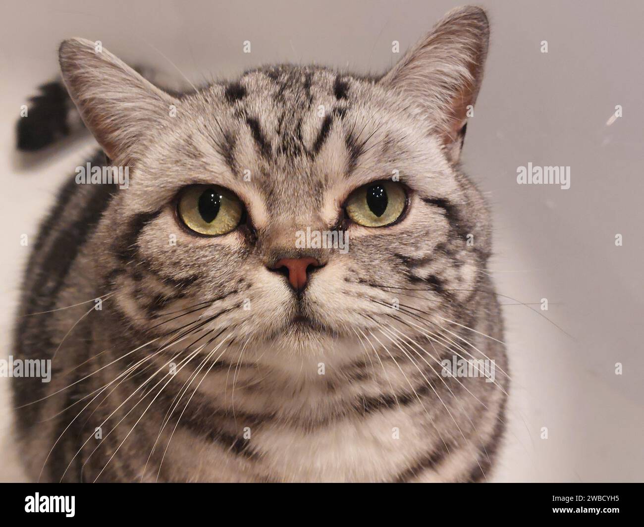 Chat regarde la caméra Banque D'Images
