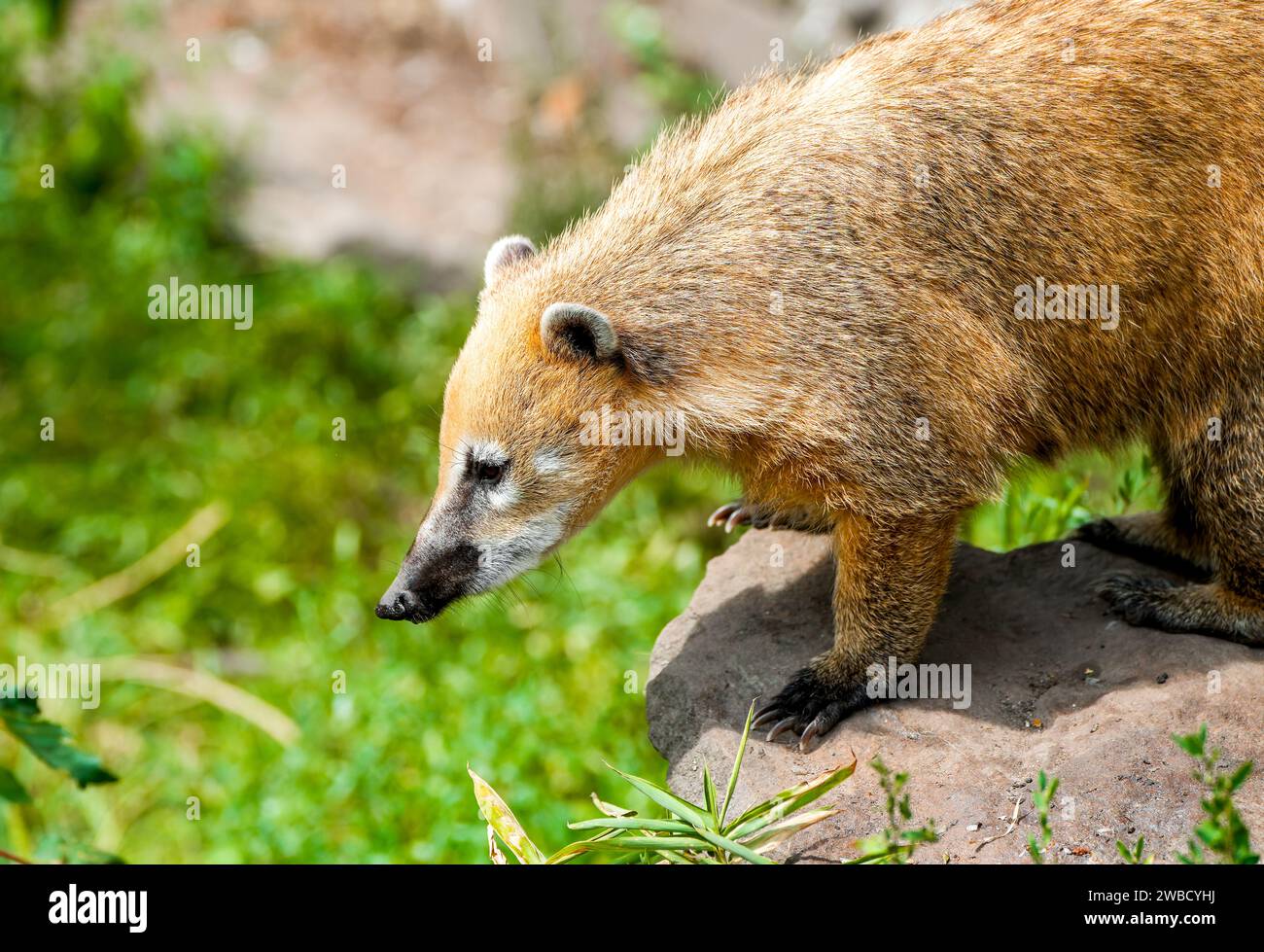 Portrait d'un coati. Nasua. Gros plan animal. Banque D'Images