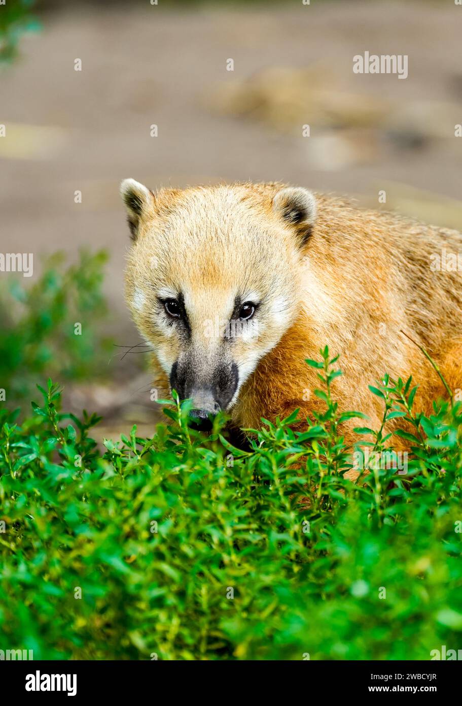 Portrait d'un coati. Nasua. Gros plan animal. Banque D'Images