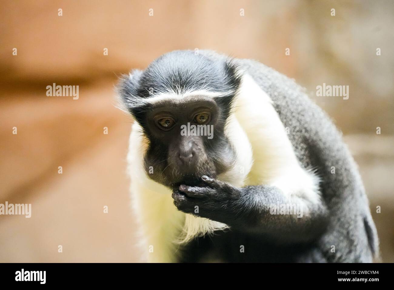 Portrait d'un singe Roloway. Animal en gros plan. Cercopithecus roloway. Banque D'Images