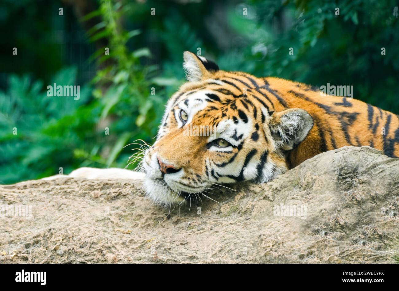 Portrait d'un tigre couché. Panthera tigris. Banque D'Images