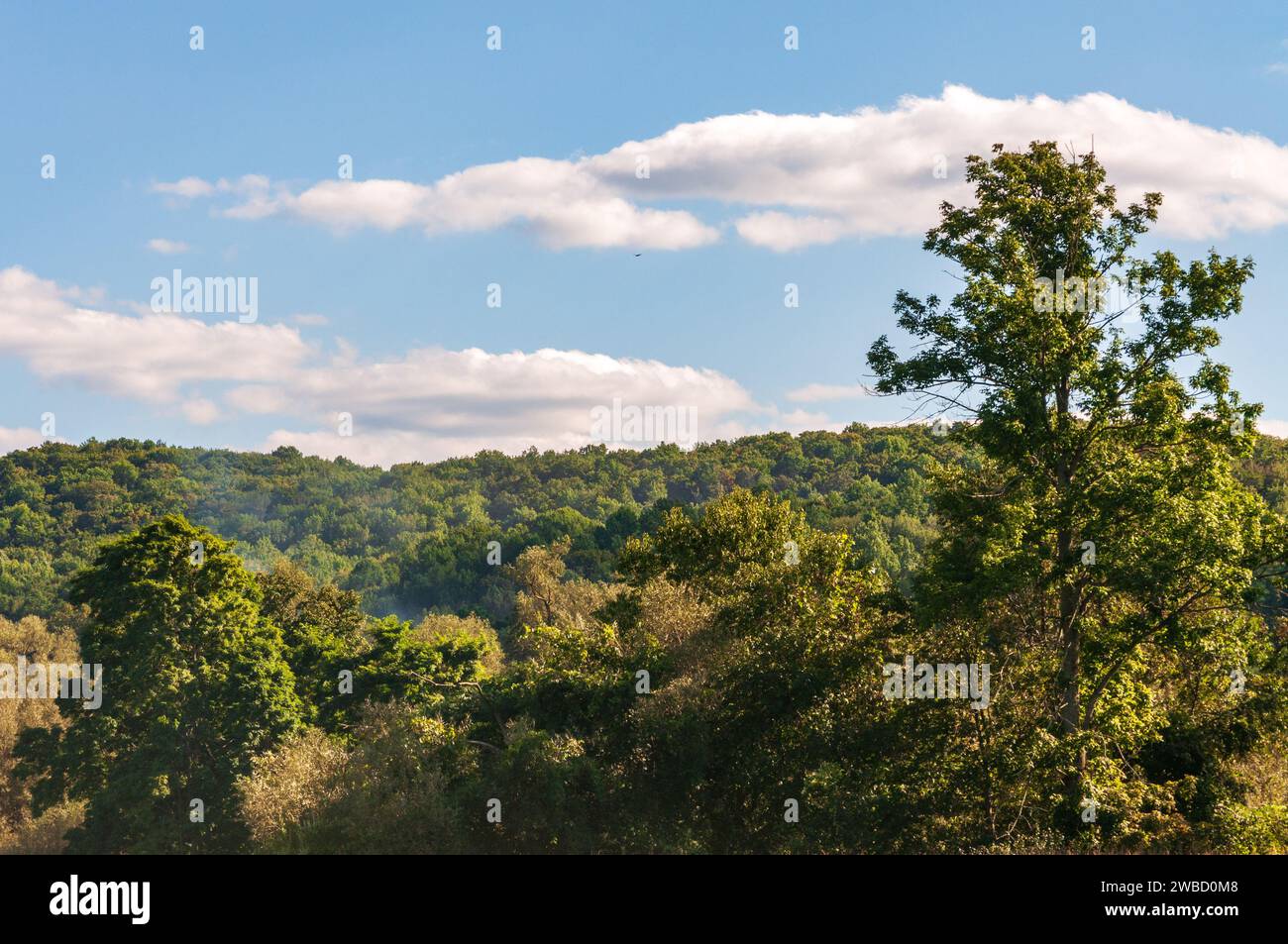 Forest Overlook à Sugar Grove, Pennsylvanie, États-Unis Banque D'Images