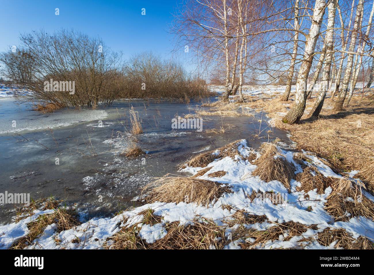 Neige et eau gelée dans une prairie sauvage avec des bouleaux et des buissons, journée ensoleillée d'hiver, Zarzecze dans l'est de la Pologne Banque D'Images