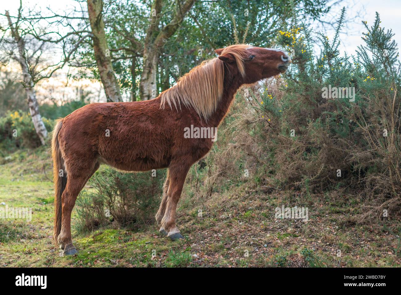 Bramshaw, New Forest, Hampshire, Royaume-Uni, 10 janvier 2024 : Météo. New Forest poney paissant sur gorse un matin froid avec une brise glacée ajoutant un facteur de refroidissement éolien dans le sud de l'Angleterre. La vague froide de mi-hiver devrait se poursuivre. Crédit : Paul Biggins/Alamy Live News Banque D'Images