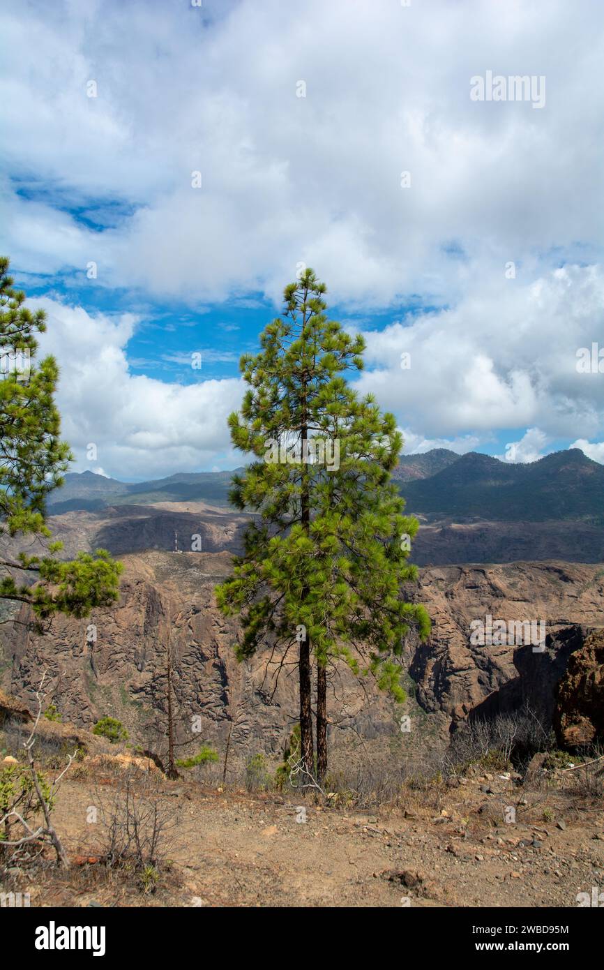 Pin des Canaries ( Pinus canariensis ) sur une montagne sur l'île de Gran Canaria en Espagne, avec ciel bleu et nuages Banque D'Images