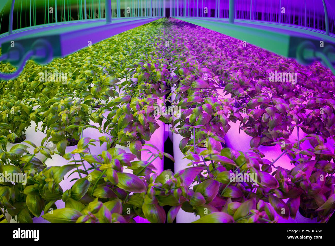 Installation d'agriculture intérieure hautement efficace présentant des rangées de plantes de basilic vert vibrant nourries par un système hydroponique de pointe sous t Banque D'Images